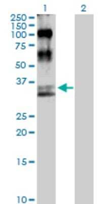 Western Blot: MKK6/MEK6 Antibody [H00005608-D01P] - Analysis of MAP2K6 expression in transfected 293T cell line by MAP2K6 polyclonal antibody.Lane 1: MAP2K6 transfected lysate(37.50 KDa).Lane 2: Non-transfected lysate.