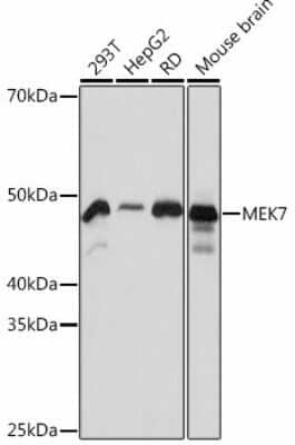 Western Blot: MKK7/MEK7 Antibody (1T3M6) [NBP3-15456] - Western blot analysis of extracts of various cell lines, using MKK7/MEK7 Rabbit mAb (NBP3-15456) at 1:1000 dilution. Secondary antibody: HRP Goat Anti-Rabbit IgG (H+L) at 1:10000 dilution. Lysates/proteins: 25ug per lane. Blocking buffer: 3% nonfat dry milk in TBST. Detection: ECL Basic Kit. Exposure time: 3s.