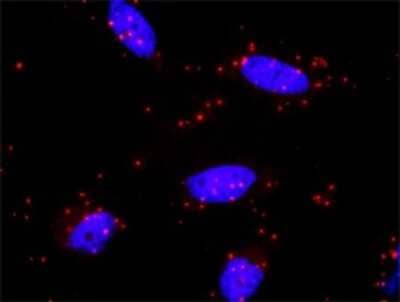 Proximity Ligation Assay: MKK7/MEK7 Antibody (2G5) [H00005609-M04] - Analysis of protein-protein interactions between MAPK8 and MAP2K7. HeLa cells were stained with anti-MAPK8 rabbit purified polyclonal 1:1200 and anti-MAP2K7 mouse monoclonal antibody 1:50. Each red dot represents the detection of protein-protein interacti