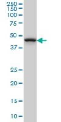 Western Blot: MKK7/MEK7 Antibody (4E8) [H00005609-M01] - MAP2K7 monoclonal antibody (M01), clone 4E8 Analysis of MAP2K7 expression in Hela S3 NE.