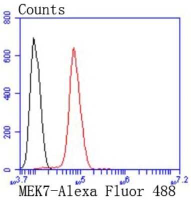 Flow Cytometry: MKK7/MEK7 Antibody (SD20-87) [NBP2-67764] - Analysis of Hela cells with MEK7 antibody at 1/50 dilution (red) compared with an unlabelled control (cells without incubation with primary antibody; black). Alexa Fluor 488-conjugated goat anti rabbit IgG was used as the secondary antibody.