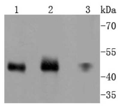 Western Blot: MKK7/MEK7 Antibody (SD20-87) [NBP2-67764] - Analysis of MEK7 on different lysates using anti-MEK7 antibody at 1/1,000 dilution. Positive control: Lane 1: Hela Lane 2: 293T Lane 3: A431