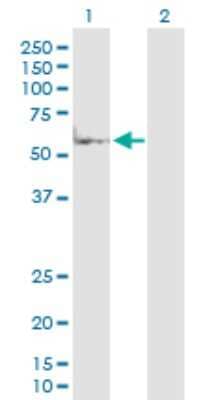 Western Blot: MKK7/MEK7 Antibody [H00005609-D01P] - Analysis of MAP2K7 expression in transfected 293T cell line by MAP2K7 polyclonal antibody.Lane 1: MAP2K7 transfected lysate(48.20 KDa).Lane 2: Non-transfected lysate.