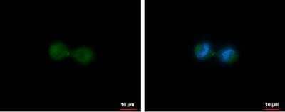 Immunocytochemistry/Immunofluorescence: MKLP1 Antibody [NBP2-17299] - HeLa cells were fixed in 4% paraformaldehyde at RT for 15 min. Green: MKLP1 protein stained by MKLP1 antibody [N1N2], N-term diluted at 1:500. Blue: Hoechst 33342 staining. Scale bar = 10 um.