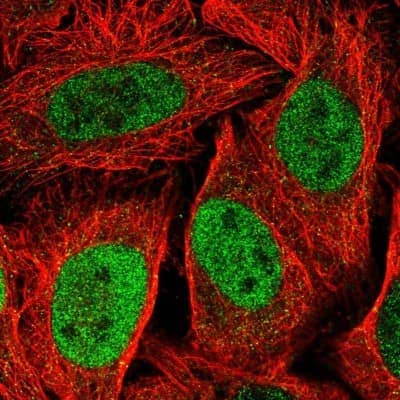 Immunocytochemistry/Immunofluorescence: MKLP1 Antibody [NBP2-55279] - Staining of human cell line U-2 OS shows localization to nucleoplasm. Antibody staining is shown in green.