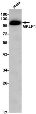 Western Blot: MKLP1 Antibody (S07-2H3) [NBP3-19692] - Western blot detection of MKLP1 in Hela cell lysates using NBP3-19692 (1:1000 diluted). Predicted band size: 110kDa. Observed band size: 110kDa.