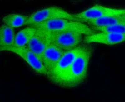 Immunocytochemistry/Immunofluorescence: MKP-3/DUSP6 Antibody (SR39-09) [NBP2-67320] - Staining DUSP6 in Hela cells (green). The nuclear counter stain is DAPI (blue). Cells were fixed in paraformaldehyde, permeabilised with 0.25% Triton X100/PBS.