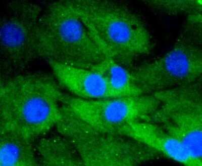 Immunocytochemistry/Immunofluorescence: MKP-3/DUSP6 Antibody (SR39-09) [NBP2-67320] - Staining DUSP6 in NIH/3T3 cells (green). The nuclear counter stain is DAPI (blue). Cells were fixed in paraformaldehyde, permeabilised with 0.25% Triton X100/PBS.