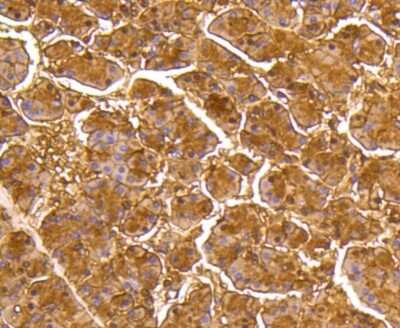Immunohistochemistry-Paraffin: MKP-3/DUSP6 Antibody (SR39-09) [NBP2-67320] - Analysis of paraffin-embedded human pancreas tissue using anti-DUSP6 antibody. Counter stained with hematoxylin.