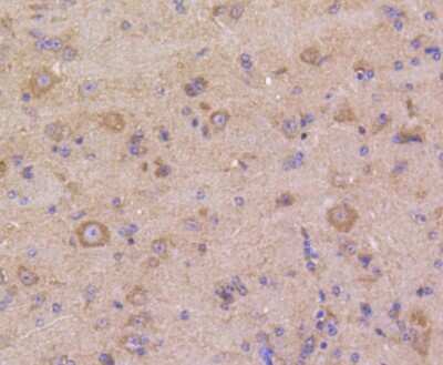 Immunohistochemistry-Paraffin: MKP-3/DUSP6 Antibody (SR39-09) [NBP2-67320] - Analysis of paraffin-embedded mouse brain tissue using anti-DUSP6 antibody. Counter stained with hematoxylin.