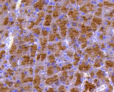 Immunohistochemistry-Paraffin: MKP-3/DUSP6 Antibody (SR39-09) [NBP2-67320] - Analysis of paraffin-embedded mouse pancreas tissue using anti-DUSP6 antibody. Counter stained with hematoxylin.