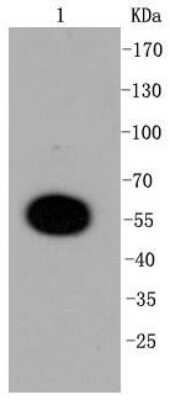 Western Blot: MKP-3/DUSP6 Antibody (SR39-09) [NBP2-67320] - Analysis of DUSP6 on mouse pancreas lysates using anti-DUSP6 antibody at 1/1,000 dilution.