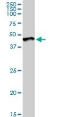 Western Blot: MKP-3/DUSP6 Antibody [H00001848-D01P] - Analysis of DUSP6 expression in human pancreas.