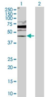 Western Blot: MKP-3/DUSP6 Antibody [H00001848-D01P] - Analysis of DUSP6 expression in transfected 293T cell line by DUSP6 polyclonal antibody.Lane 1: DUSP6 transfected lysate(42.30 KDa).Lane 2: Non-transfected lysate.