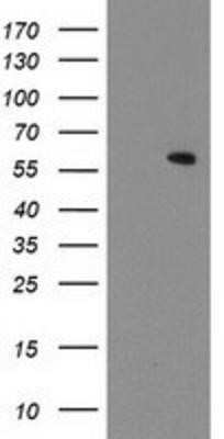 Western Blot: MKRN1 Antibody (OTI3F9) - Azide and BSA Free [NBP2-72716] - HEK293T cells were transfected with the pCMV6-ENTRY control (Left lane) or pCMV6-ENTRY MKRN1 (Right lane) cDNA for 48 hrs and lysed. Equivalent amounts of cell lysates (5 ug per lane) were separated by SDS-PAGE and immunoblotted with anti-MKRN1.