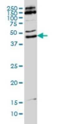 Western Blot: MKRN2 Antibody (5F8) [H00023609-M01] - MKRN2 monoclonal antibody (M01), clone 5F8 Analysis of MKRN2 expression in Hela S3 NE.