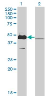 Western Blot: MKRN2 Antibody (5F8) [H00023609-M01] - Analysis of MKRN2 expression in transfected 293T cell line by MKRN2 monoclonal antibody (M01), clone 5F8.Lane 1: MKRN2 transfected lysate(46.9 KDa).Lane 2: Non-transfected lysate.