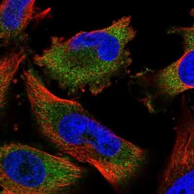 Immunocytochemistry/Immunofluorescence: MKRN2 Antibody [NBP1-83179] - Immunofluorescent staining of human cell line U-251 MG shows localization to cytosol.