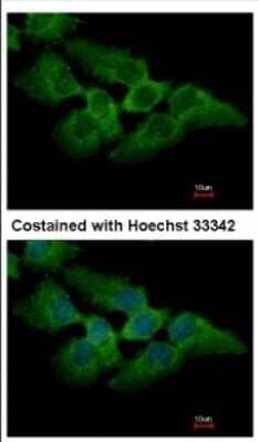 Immunocytochemistry/Immunofluorescence: MKRN2 Antibody [NBP2-17301] - Immunofluorescence analysis of methanol-fixed A431, using antibody at 1:500 dilution.