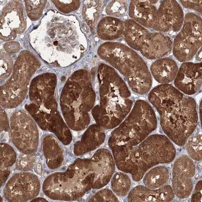 Immunohistochemistry-Paraffin: MKRN2 Antibody [NBP1-83178] - Staining of human kidney shows strong cytoplasmic positivity in cells of tubules.