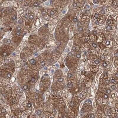 Immunohistochemistry-Paraffin: MKRN2 Antibody [NBP1-83178] - Staining of human liver.