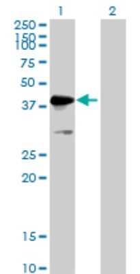 Western Blot: MKRN2 Antibody [H00023609-B01P] - Analysis of MKRN2 expression in transfected 293T cell line by MKRN2 polyclonal antibody.  Lane 1: MKRN2 transfected lysate(45.76 KDa). Lane 2: Non-transfected lysate.
