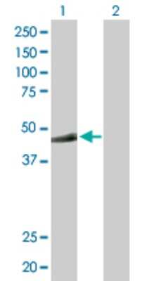 Western Blot: MKRN2 Antibody [H00023609-D01P] - Analysis of MKRN2 expression in transfected 293T cell line by MKRN2 polyclonal antibody.Lane 1: MKRN2 transfected lysate(46.90 KDa).Lane 2: Non-transfected lysate.