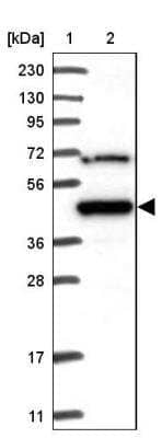 Western Blot MKRN2 Antibody - BSA Free
