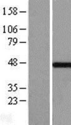 Western Blot MKRN2 Overexpression Lysate