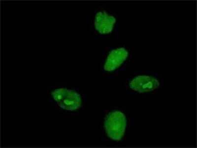 Immunocytochemistry/Immunofluorescence: MKRN3 Antibody (2E10) [H00007681-M01] - Analysis of monoclonal antibody to MKRN3 on HeLa cell . Antibody concentration 10 ug/ml.