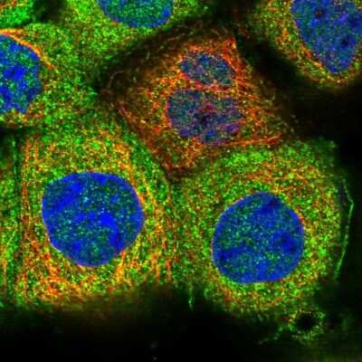 Immunocytochemistry/ Immunofluorescence MKRN3 Antibody - BSA Free