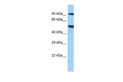 Western Blot: MKRN3 Antibody [NBP2-85295] - Host: Rabbit. Target Name: Mkrn3. Sample Type: Rat Spleen lysates. Antibody Dilution: 1.0ug/ml