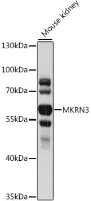 Western Blot MKRN3 Antibody - Azide and BSA Free