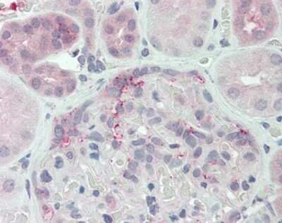 Immunohistochemistry-Paraffin DUSP22 Antibody - BSA Free