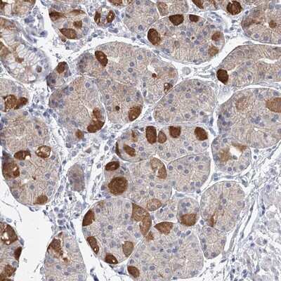 Immunohistochemistry-Paraffin: MLC1SA Antibody [NBP1-92124] - Staining of human stomach shows strong cytoplasmic positivity in parietal cells.