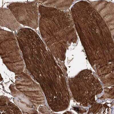 Immunohistochemistry-Paraffin MLC1SA Antibody - BSA Free
