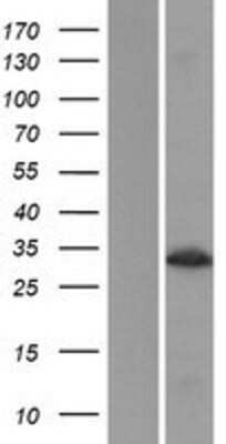 Western Blot MLEC Overexpression Lysate