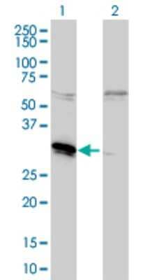 Western Blot: MLF2 Antibody (2F6-1E3) [H00008079-M01] - Analysis of MLF2 expression in transfected 293T cell line by MLF2 monoclonal antibody (M01), clone 2F6-1E3.Lane 1: MLF2 transfected lysate(27.28 KDa).Lane 2: Non-transfected lysate.