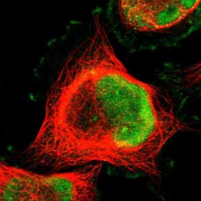 Immunocytochemistry/Immunofluorescence: MLF2 Antibody [NBP1-82519] - Staining of human cell line U-251 MG shows localization to nucleoplasm and plasma membrane. Antibody staining is shown in green.