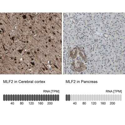 Immunohistochemistry-Paraffin: MLF2 Antibody [NBP1-82518] - Staining in human cerebral cortex and pancreas tissues using anti-MLF2 antibody. Corresponding MLF2 RNA-seq data are presented for the same tissues.