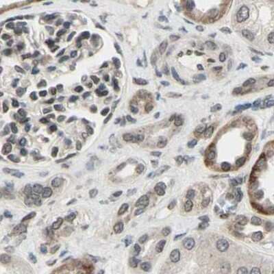 Immunohistochemistry-Paraffin: MLF2 Antibody [NBP1-82518] - Staining of human kidney.