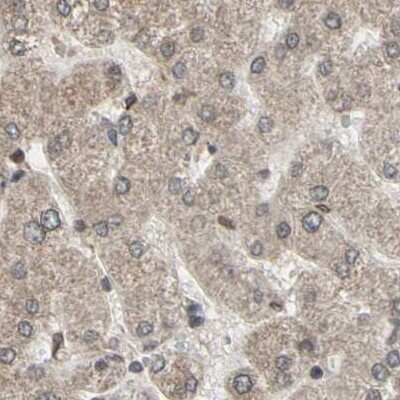 Immunohistochemistry-Paraffin: MLF2 Antibody [NBP1-82518] - Staining of human liver.