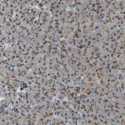 Immunohistochemistry-Paraffin: MLF2 Antibody [NBP1-82519] - Staining of human pancreas shows low expression as expected.