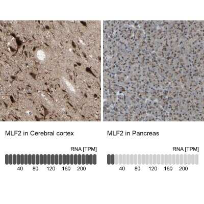 <b>Orthogonal Strategies Validation. </b>Immunohistochemistry-Paraffin: MLF2 Antibody [NBP1-82519] - Staining in human cerebral cortex and pancreas tissues using anti-MLF2 antibody. Corresponding MLF2 RNA-seq data are presented for the same tissues.