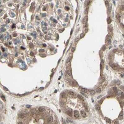 Immunohistochemistry-Paraffin: MLF2 Antibody [NBP1-82519] - Staining of human kidney.