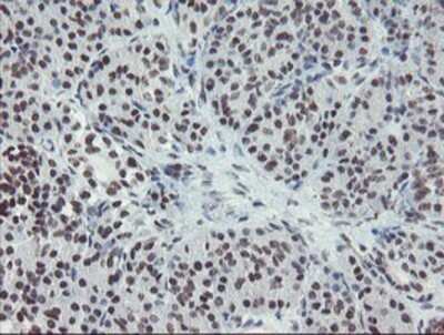 Immunohistochemistry: MLF2 Antibody (OTI1E3) - Azide and BSA Free [NBP2-72721] - Staining of paraffin-embedded Human pancreas tissue using anti-MLF2 mouse monoclonal antibody.