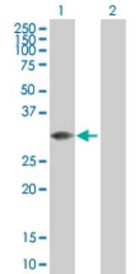 Western Blot: MLF2 Antibody [H00008079-B01P] - Analysis of MLF2 expression in transfected 293T cell line by MLF2 polyclonal antibody.  Lane 1: MLF2 transfected lysate(27.28 KDa). Lane 2: Non-transfected lysate.