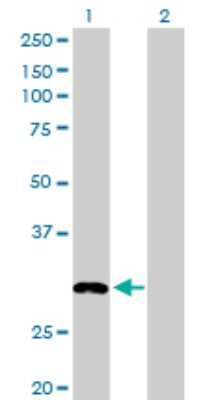 Western Blot: MLF2 Antibody [H00008079-D01P] - Analysis of MLF2 expression in transfected 293T cell line by MLF2 polyclonal antibody.Lane 1: MLF2 transfected lysate(28.10 KDa).Lane 2: Non-transfected lysate.