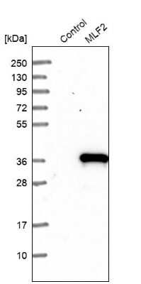 Western Blot: MLF2 Antibody [NBP1-82518] - Analysis in control (vector only transfected HEK293T lysate) and MLF2 over-expression lysate (Co-expressed with a C-terminal myc-DDK tag (3.1 kDa) in mammalian HEK293T cells).