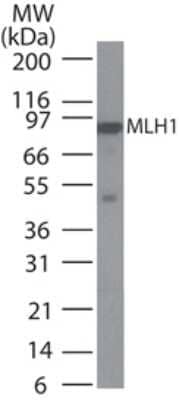 Western Blot: MLH1 Antibody (164C819) - Azide and BSA Free [NBP2-80851] - Analysis of MLH1 in Daudi cell lysate using this antibody at 2 ug/ml. Image from the standard format of this antibody.